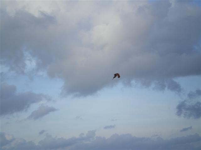 IMGP1485 (Small).JPG
