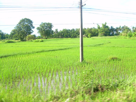 ท้องนาที่ไม่เคยแล้งน้ำของจังหวัดหนองคาย