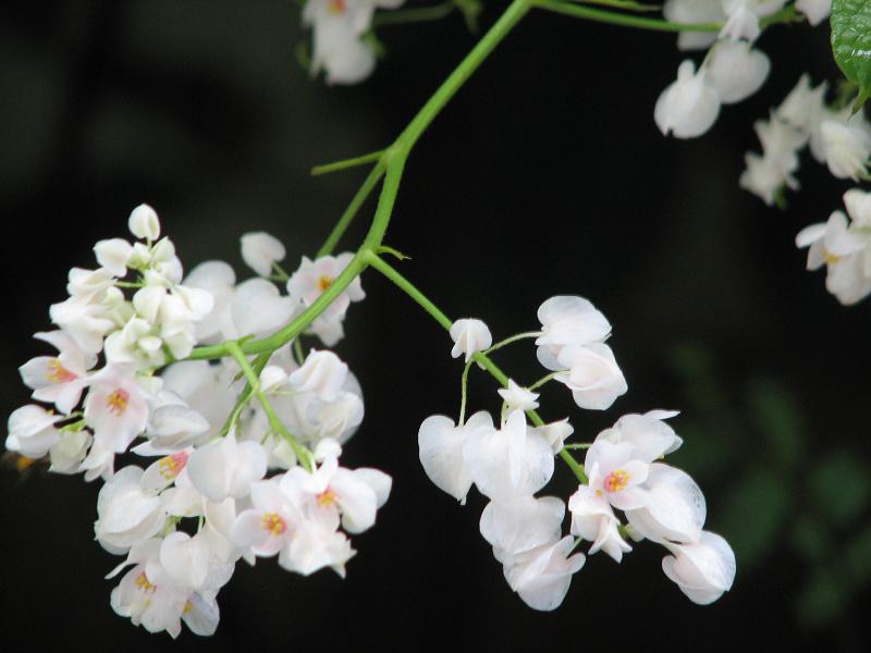 สวนยามเช้า.JPG