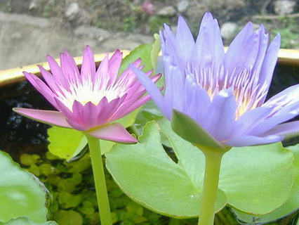 DSCF8018.jpg