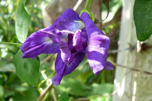 Image00097.jpg