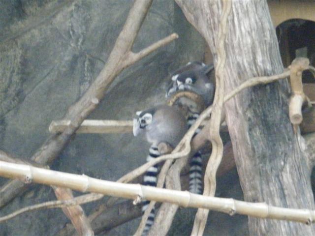 DSCF1171 (Small).JPG