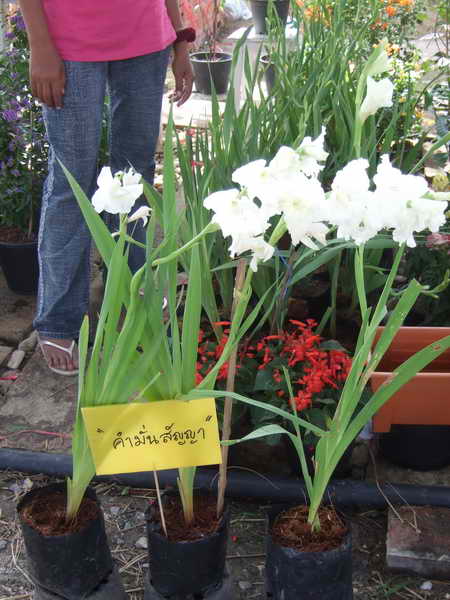 DSCF3989.jpg