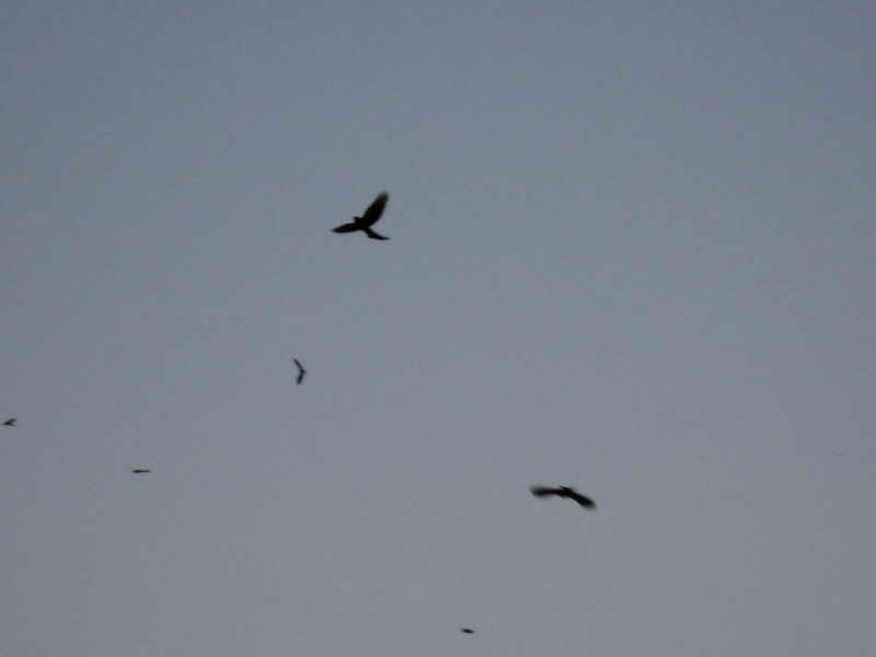 DSC00363_resize.JPG