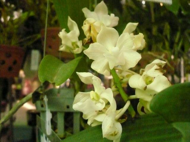 Image00080.jpg