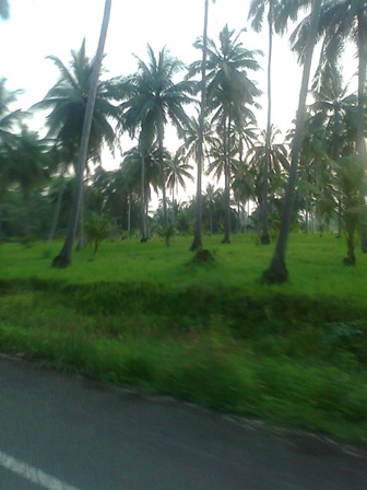 ภาพถ่าย0239.jpg