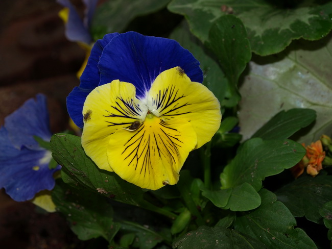 P2129140_resize.JPG