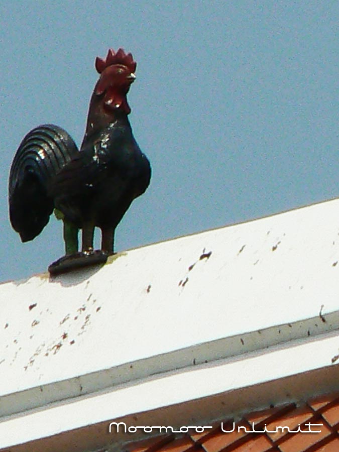 lowres_P1100367.jpg