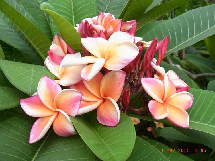 Image00066.jpg