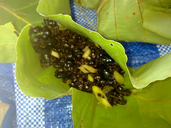 080520113995_resize.jpg