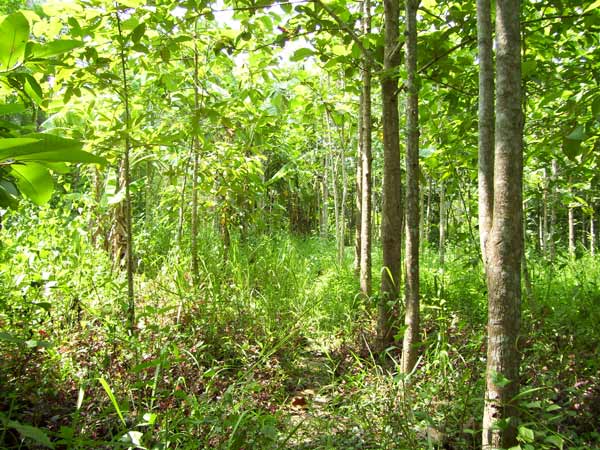 สวนทับลาน-057.jpg