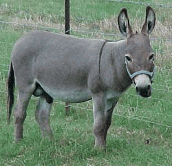 id_3569.gif