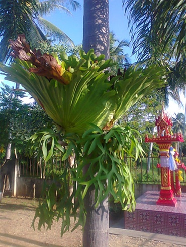 ภาพถ่าย0599.jpg