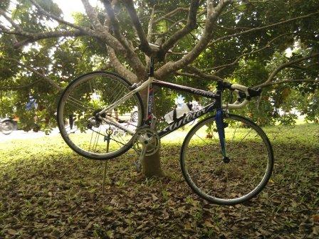 ปลูกเงาะ แต่ลูกออกเป็น wilier ซะนี่