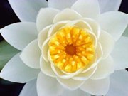 Flowers18.jpg