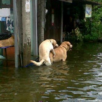 dogie.jpg