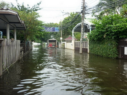 ชวนชื่น วัชรพล 60-70 ซ.ม.