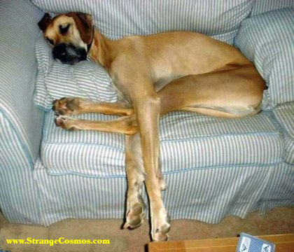 DogTired.jpg