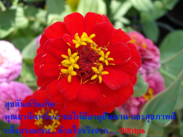 การ์ดวันเกิดสำหรับคุณธานินทร์๙๙