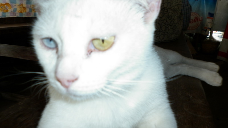 P1000046_resize.JPG