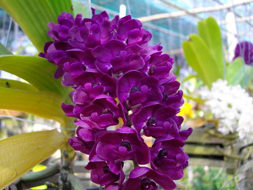 ต้นนี้สวย ของน้องชาย ต้นนี้สวยกว่าต้นใหญ่อีก