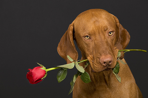 dog-171210-011.jpg