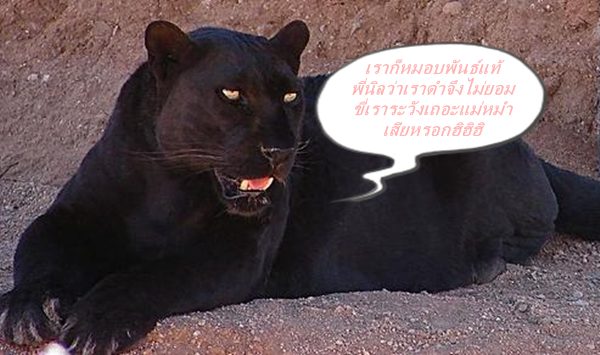 เสือดำ.jpg