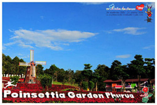 ลานคริสต์มาสภูเรือ.jpg