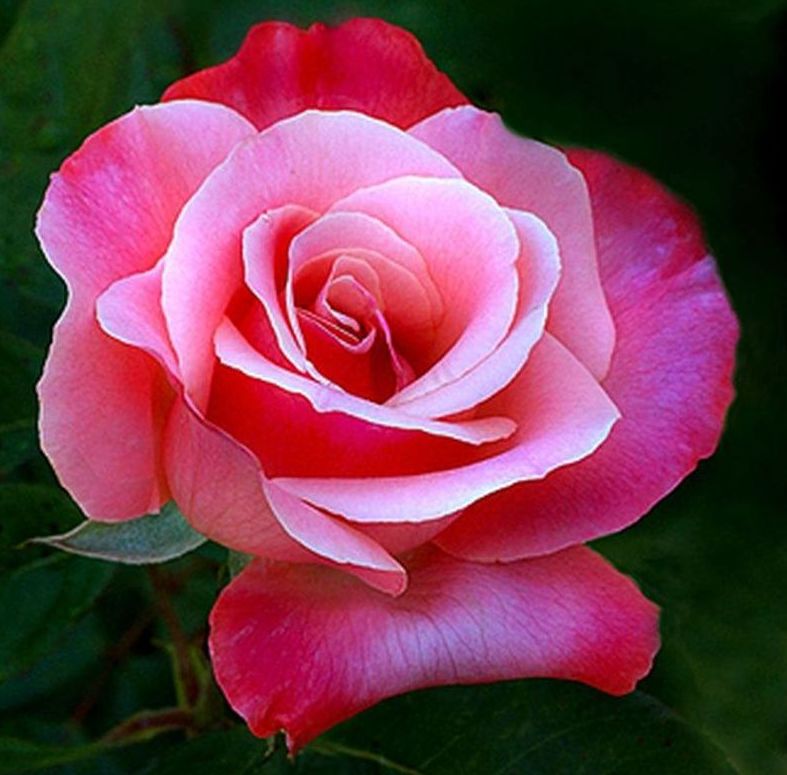 ดอกกุหลาบสีชมพู2.jpg