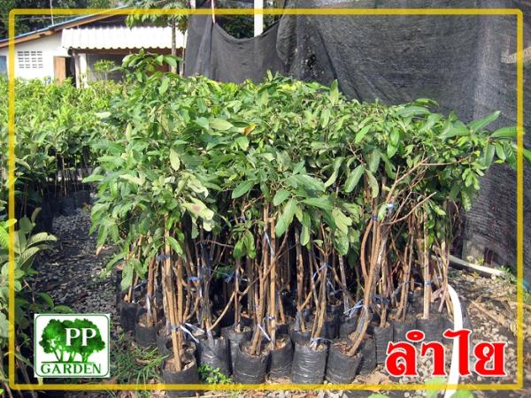 กิ่งพันธ์ไว้สำหรับแจกในวันงาน