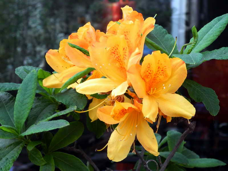 DSCN1403C.jpg
