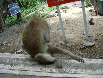 คันเอว
