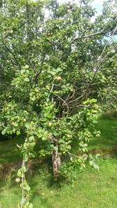 20140713_092520_resize.jpg
