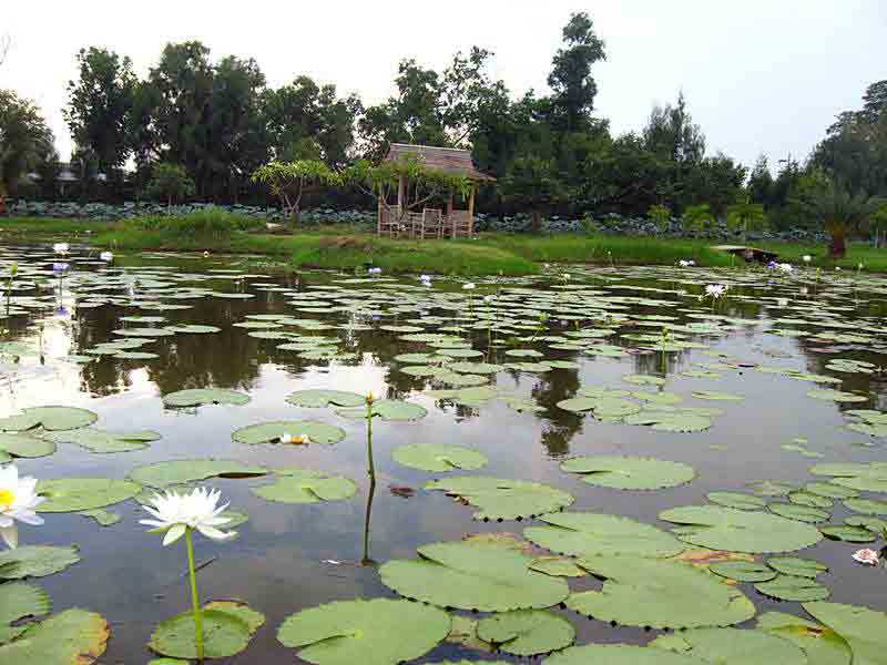 รวมทั้งบัวที่อยู่ในบึงธรรมชาติ