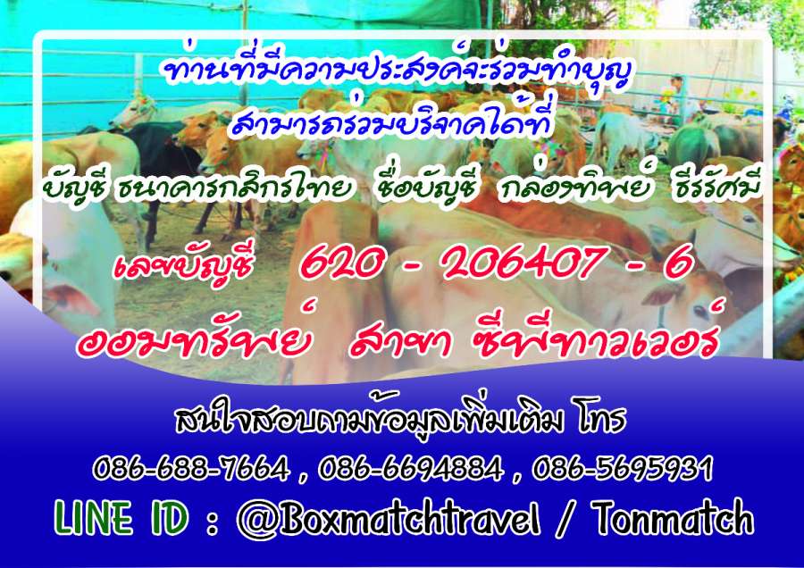 งานพี่ต้น ไถ่ชีวิตโค-กระบือ2 (1).jpg