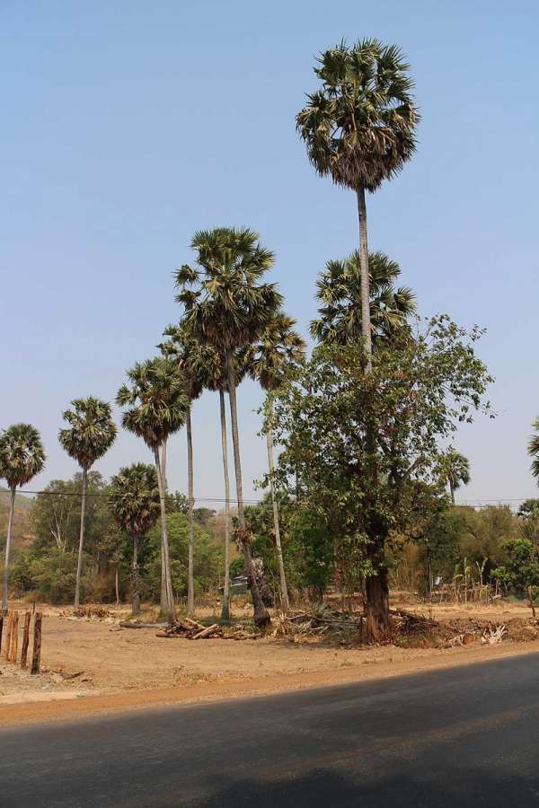 160426Cambodia015r.jpg