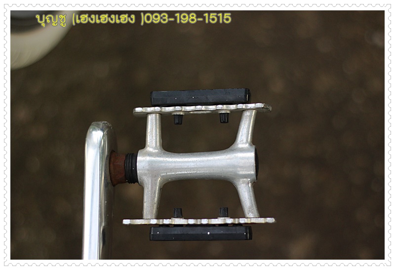 CRAZY SHEEP_24.JPG