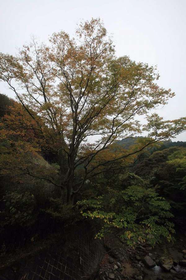 141031Japan044r.jpg