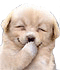 9224dog.gif