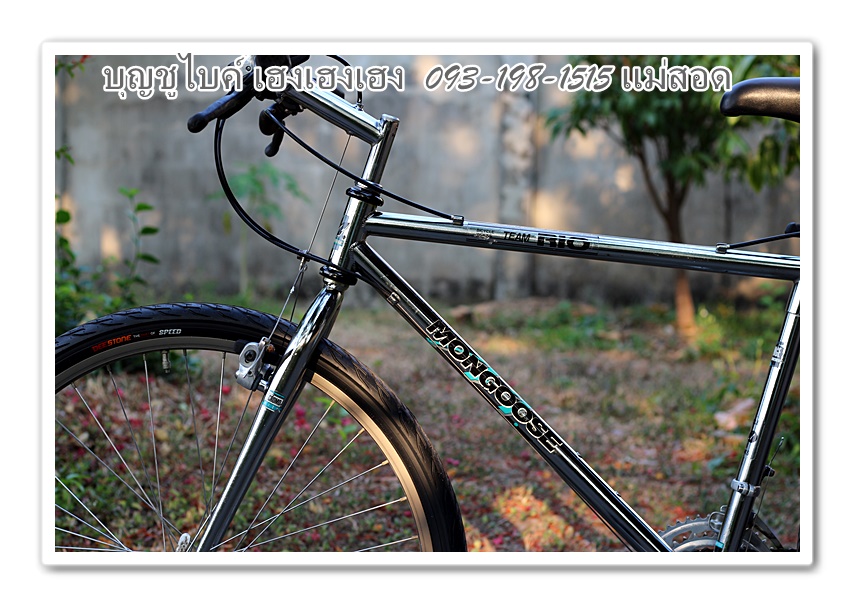 mongoose6.jpg