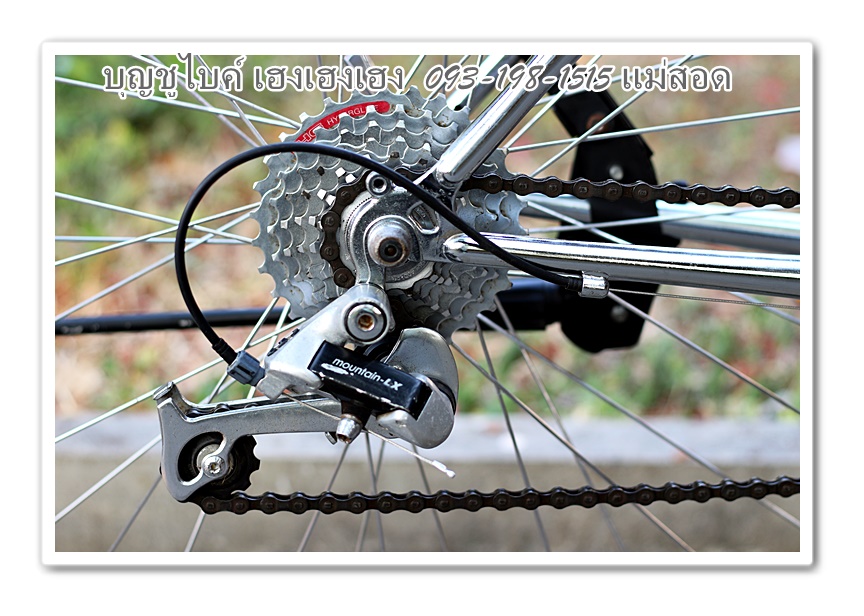 mongoose29.jpg