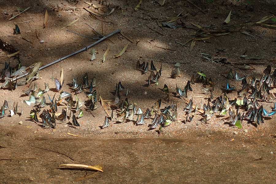 P4080119.JPG