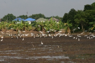 ที่อยู่ของคน ที่หากินของนก