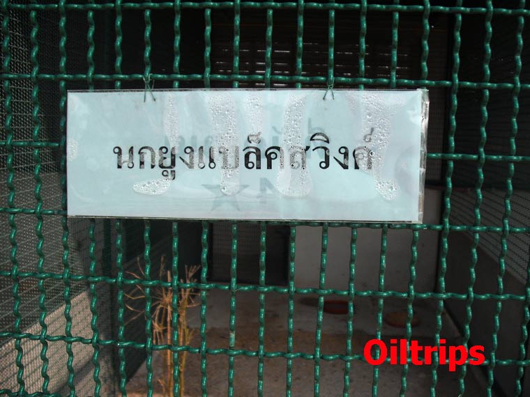 ป้ายนี้บอกว่าเป็นชื่อของนกยูงแบล็คสวิงค์