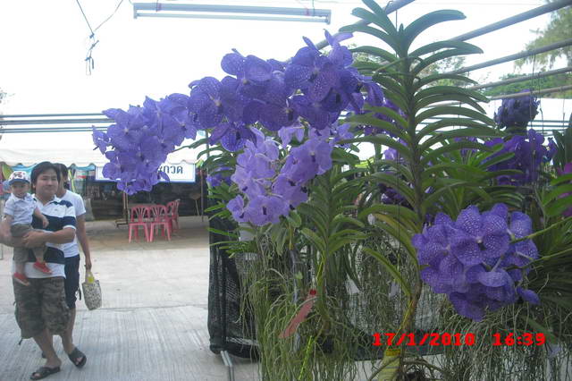 CIMG7561_resize.JPG