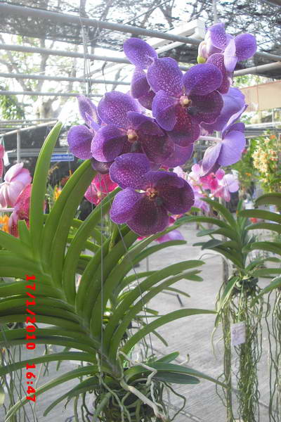 CIMG7603_resize.jpg