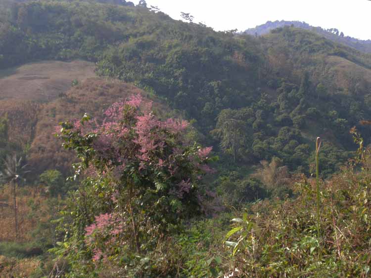 n403.jpg
