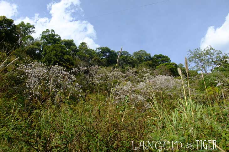 DSCF3460.jpg