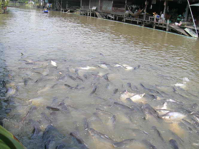 จุดให้อาหารปลา